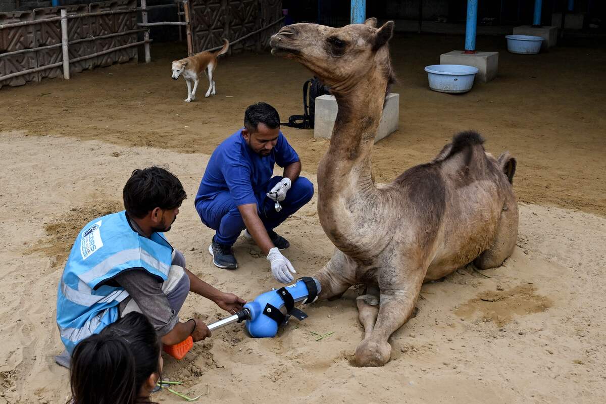 pakistan, remarchal camel thanks prosthetic